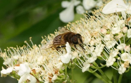 Eristalis tenax