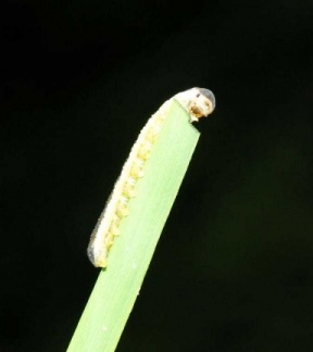 Tenthredinidae (larve)