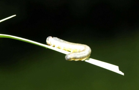 Tenthredinidae (larve)