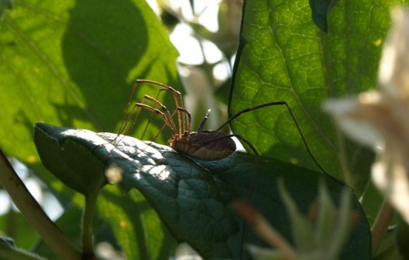 Phalangium opilio (femelle)
