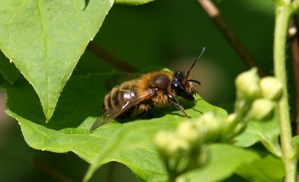 Andrena sp. (femelle)